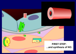 Animation: Nitric Oxide/Cyclic GMP Pathway