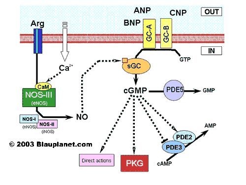 cGMP pathway