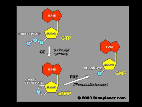 Metabolismo del cGMP