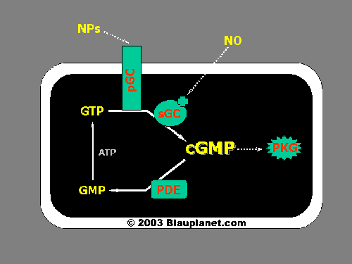 La vía del cGMP