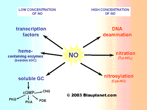 Nitric oxide effects