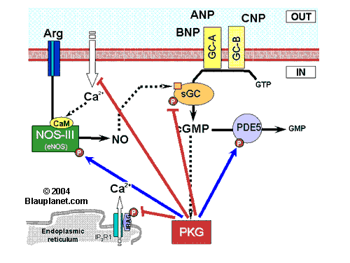 Regulation by PKG