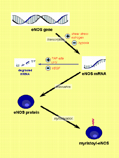 eNOS Regulation (part I)