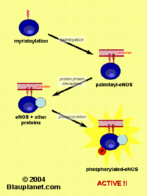 eNOS Regulation (part II)