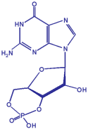 cGMP molecule